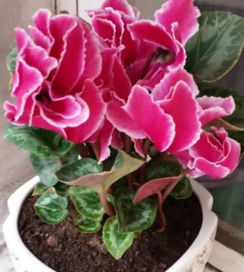 仙客来配土方法与种植土壤