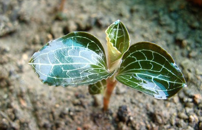 金线莲配土方法与种植土壤