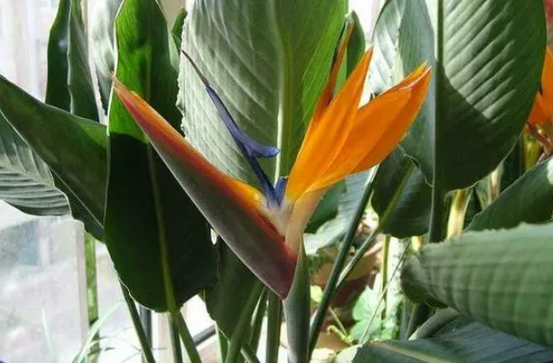 鹤望兰配土方法与种植土壤