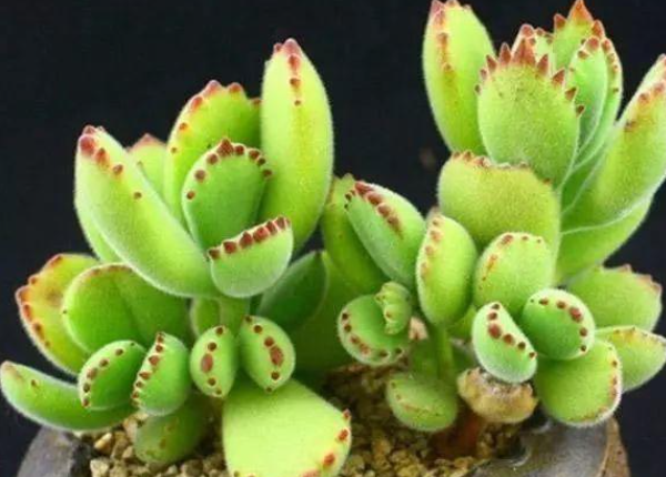 熊童子配土方法与种植土壤