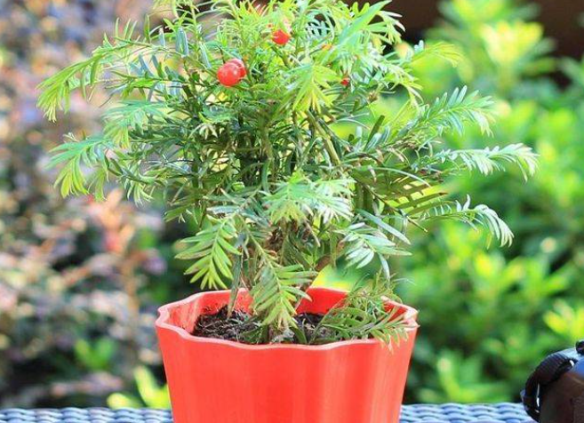红豆杉配土方法与种植土壤