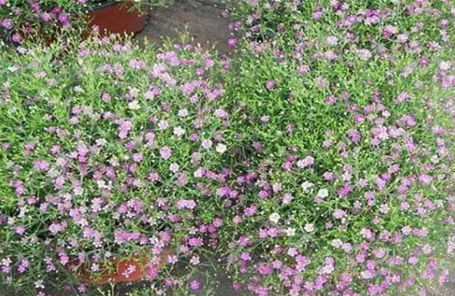 满天星配土方法与种植土壤