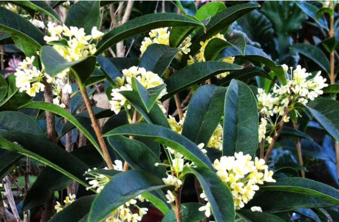 四季桂配土方法与种植土壤