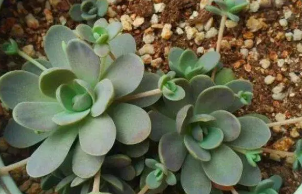 柳叶莲华配土方法与种植土壤