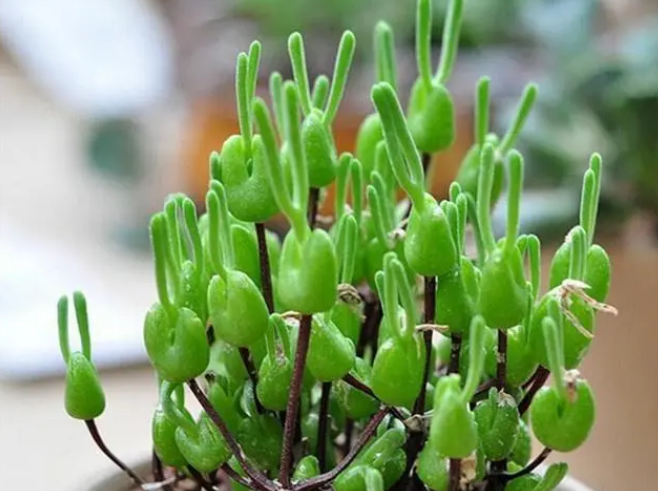 碧光环配土方法与种植土壤