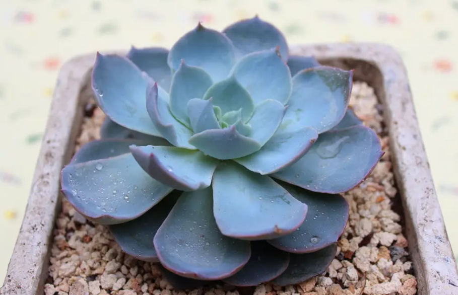 蓝石莲配土方法与种植土壤