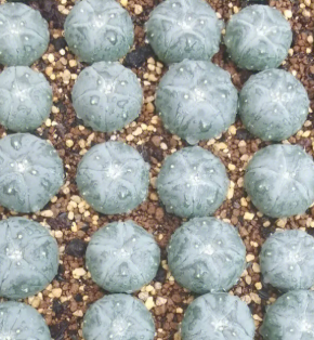 银冠玉配土方法与种植土壤