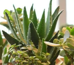 波路配土方法与种植土壤