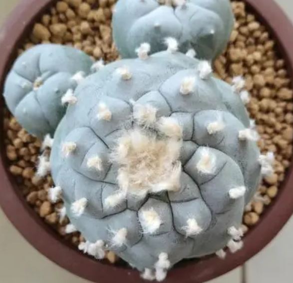 乌羽玉配土方法与种植土壤