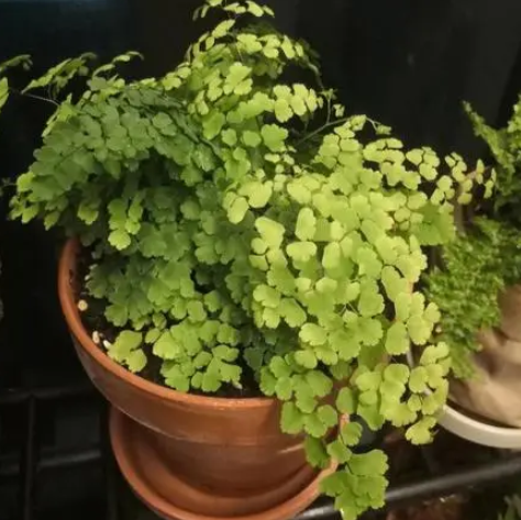 铁线蕨配土方法与种植土壤
