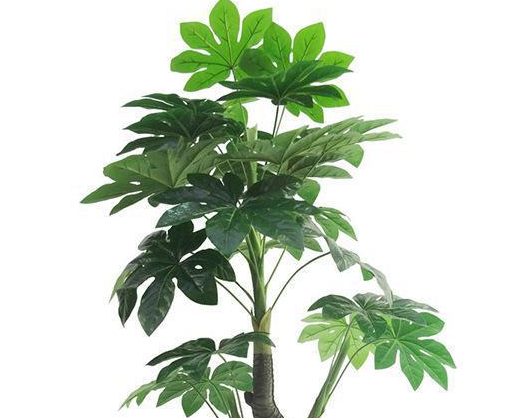 招财树配土方法与种植土壤如何