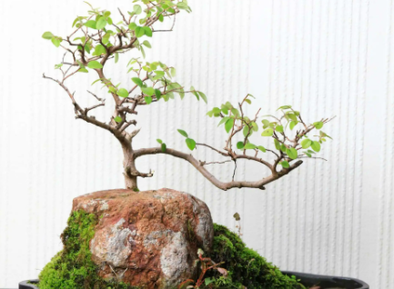 盆景配土方法与种植土壤如何
