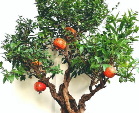石榴盆栽配土方法与种植土壤如何