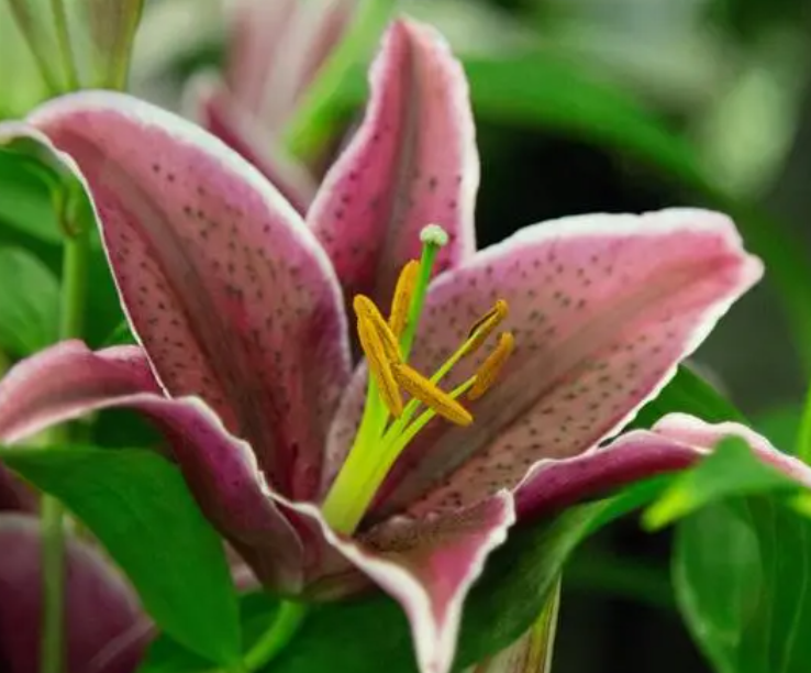 百合花配土方法与种植土壤如何