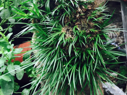 菖蒲配土方法与种植土壤如何