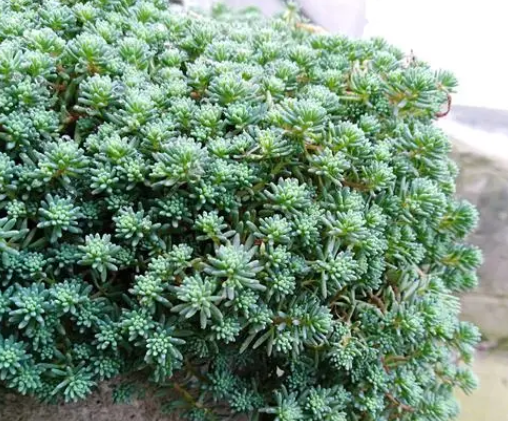 薄雪万年草配土方法与种植土壤如何