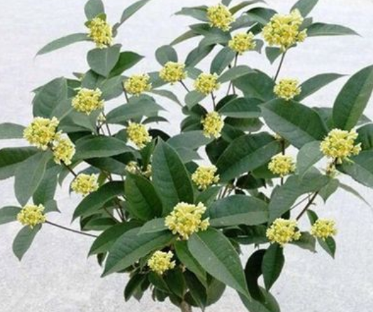 盆栽桂花配土方法与种植土壤如何