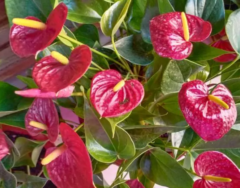 红掌配土方法与种植土壤如何