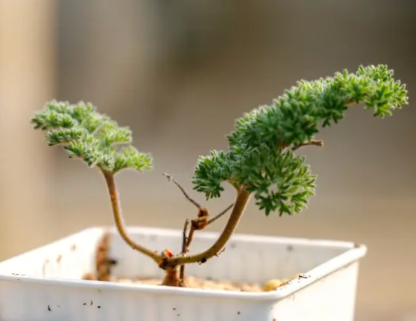 羽叶洋葵配土方法与种植土壤如何