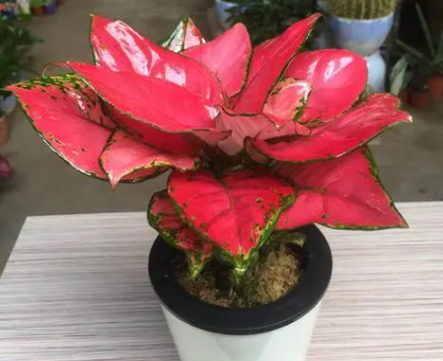 如意皇后配土方法与种植土壤如何