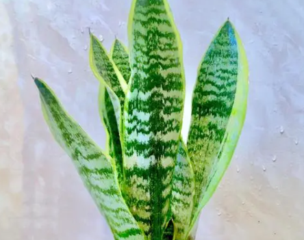 虎皮兰配土方法与种植土壤如何