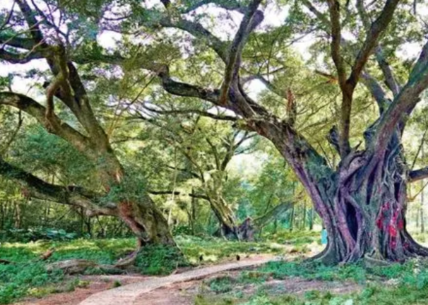 榕树配土方法与种植土壤如何