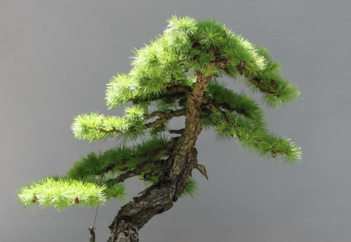 松树盆景配土方法与种植土壤如何