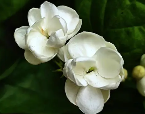 茉莉配土方法与比例种植土壤如何