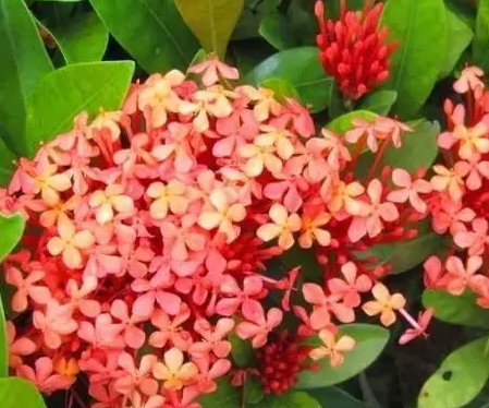 旱金莲配土方法与种植土壤如何