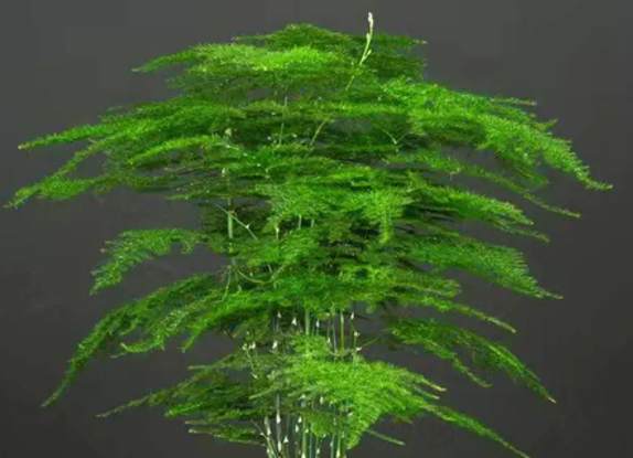 文竹配土方法与种植土壤如何