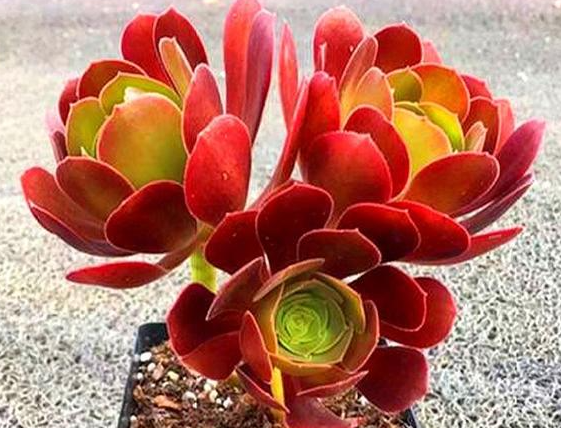 法师配土方法与种植土壤如何