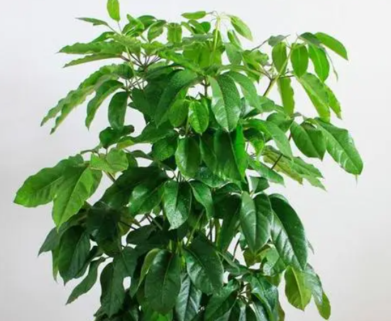 招财树能晒太阳吗