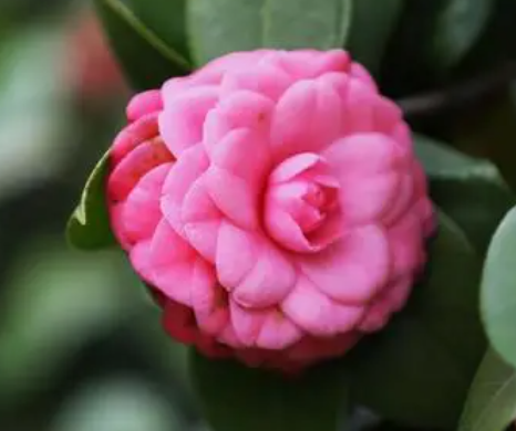 茶花什么时候换盆好