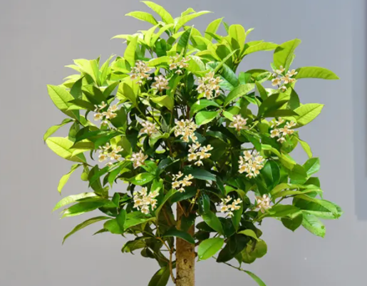 盆栽桂花什么时候换盆好