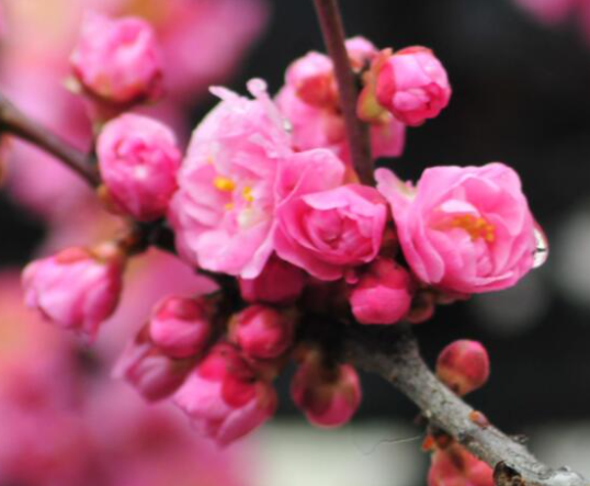梅花什么时候换盆好