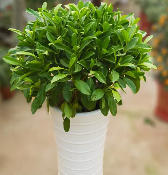 非洲茉莉什么时候换盆好