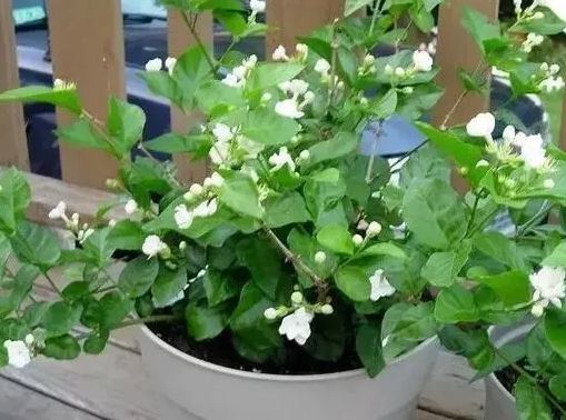茉莉花配土方法与种植土壤