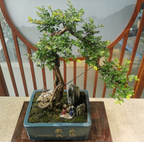 雀梅什么时候换盆好