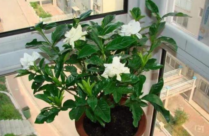 栀子花什么时候换盆好