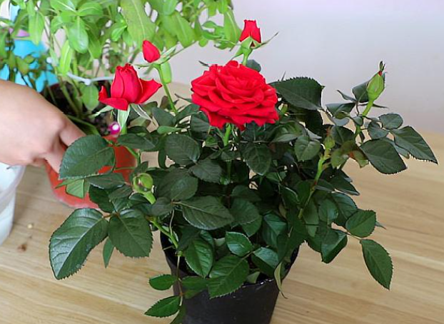 月季花什么时候换盆好