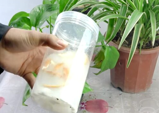 奶可以浇花吗