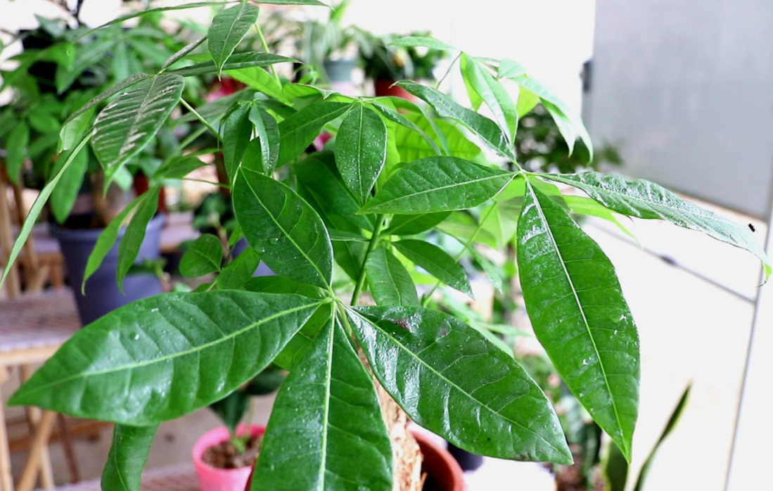 发财树配土方法与种植土壤