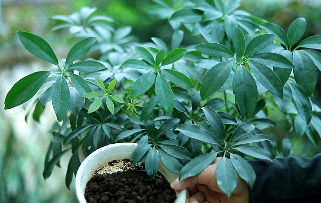 鸭掌木养几棵好