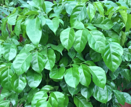 幸福树用深盆还是浅盆好