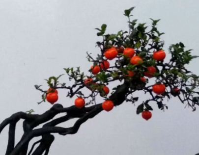 金弹子不发芽怎么办