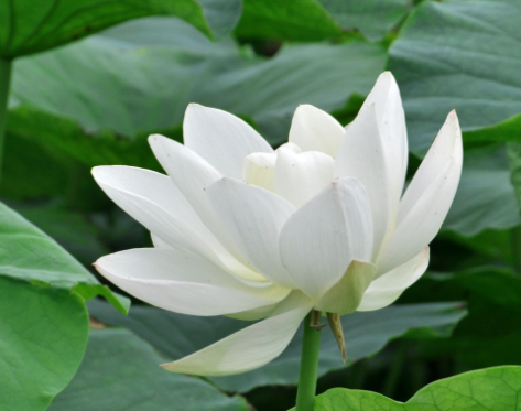 莲花生长在哪里