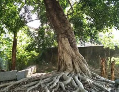 榕树生长在哪里