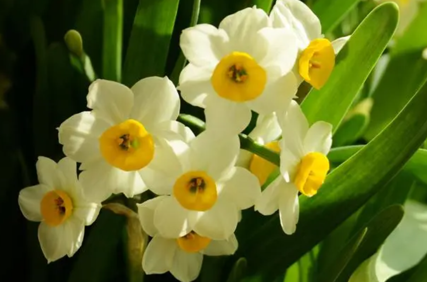 水仙花能养多久