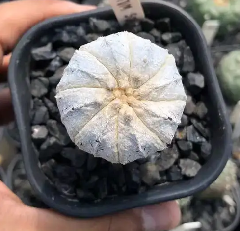 星兜怎么修根 上盆换盆前的修根方法