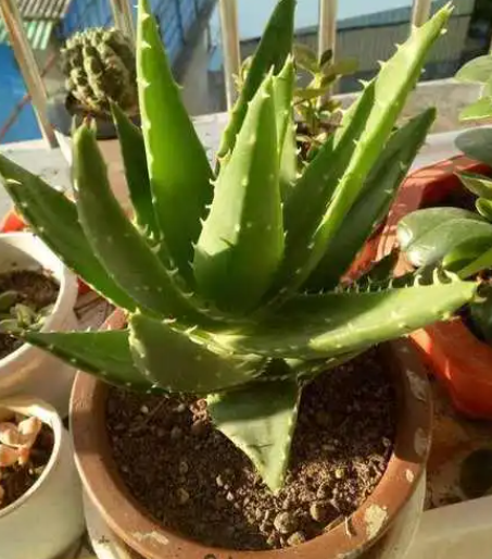 芦荟的生长环境及特点 适合生长地方的条件